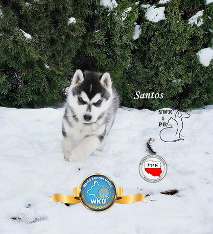 Siberian husky boy-Santos