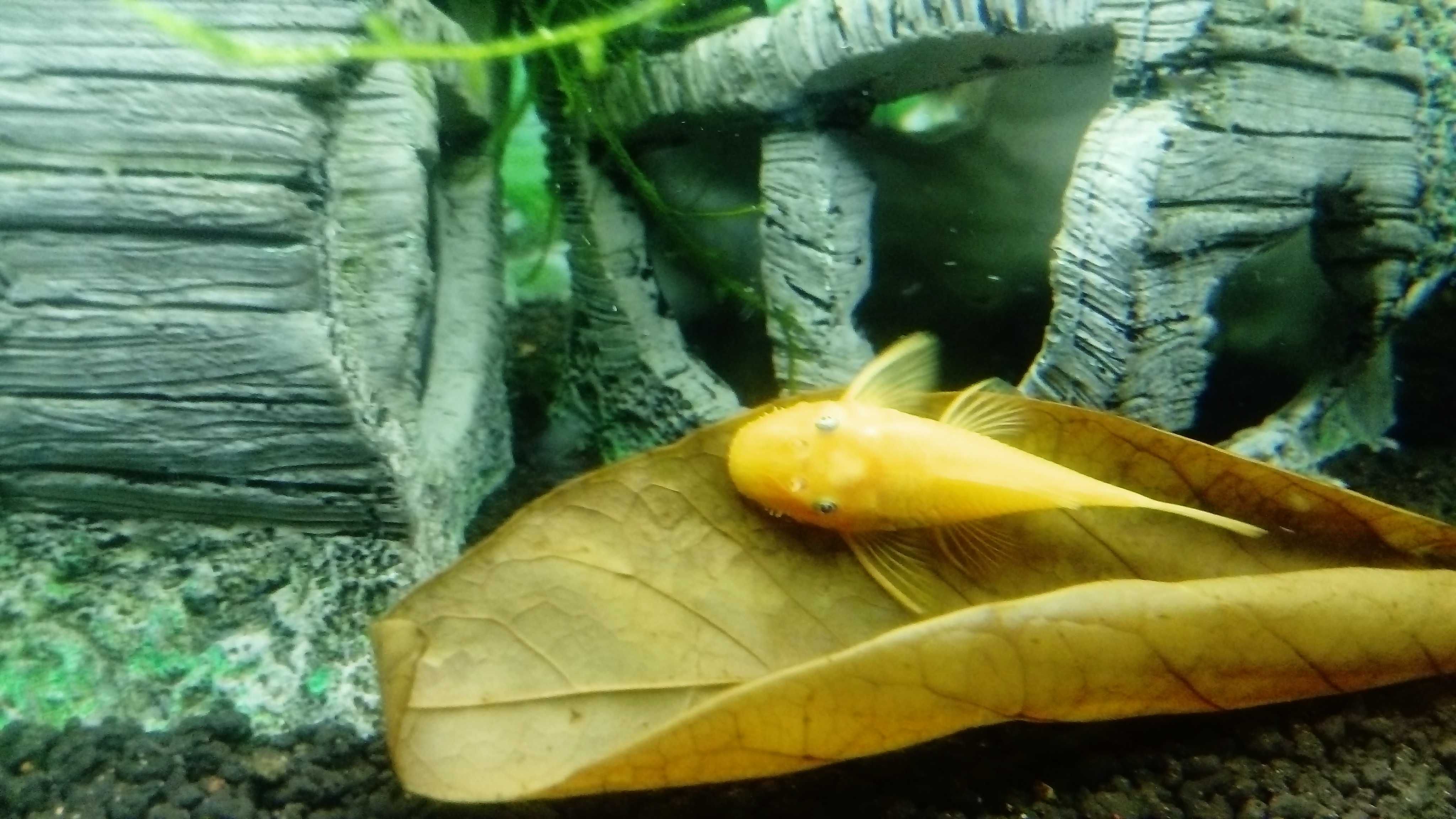 Glonojad Złoty 3CM Ancristus L144 BLUE Eye Nie Albinos!