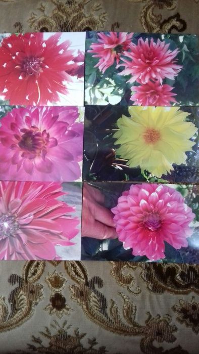 Квіти Георгіни (Жоржини) багаторічні, різного кольору.