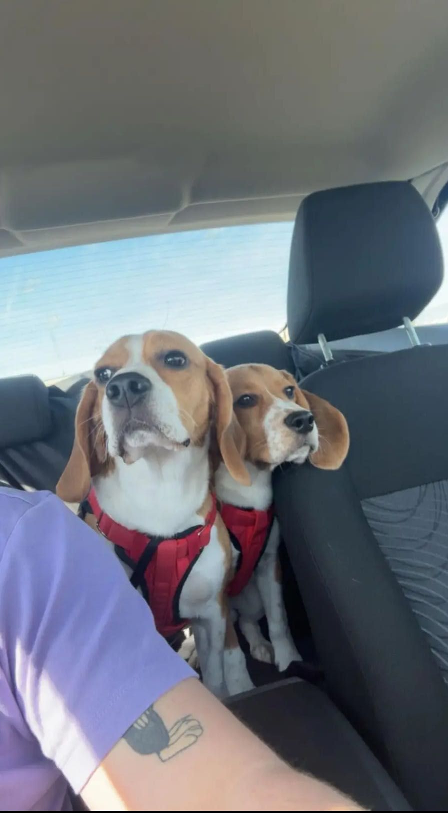Oddam dwa beagle w dobre ręce!