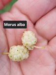 Amoreira Branca - Morus Alba