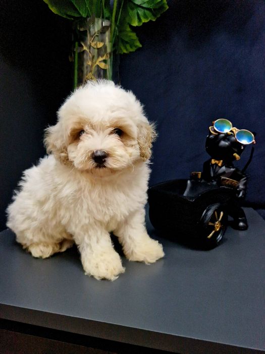 Maltipoo piesek  z legowiskiem I wyprawką 2xszczepienia
