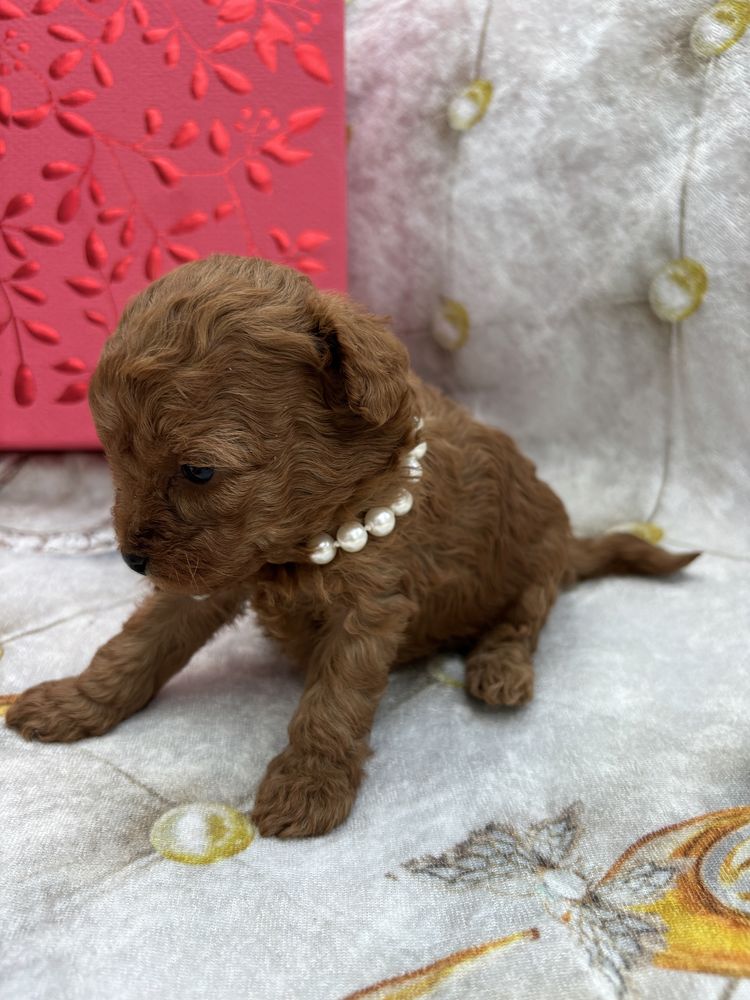 Pudel toy sunia red brown xxs
