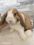 Mini lop, królik miniaturka, króliczek baranek, karzełek