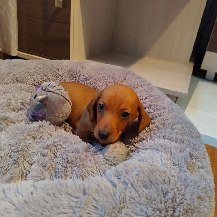 Śliczny Rudy jamniczek