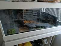 Terrarium wraz z Agama brodata