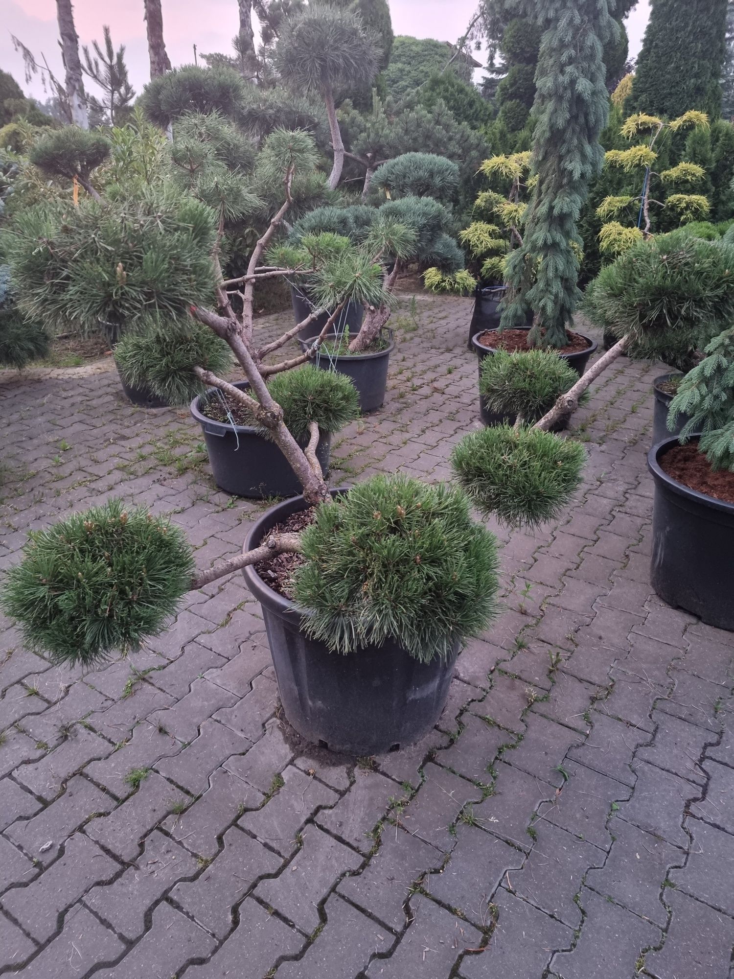 Krzewy ozdobne formowane Niwaki BONSAI Drzewa Rośliny ozdobne