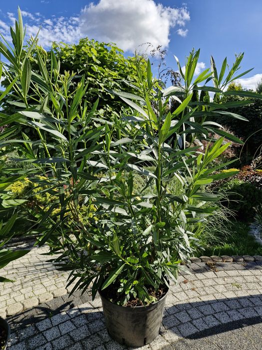 Cedr libański fountain niebieski oleander