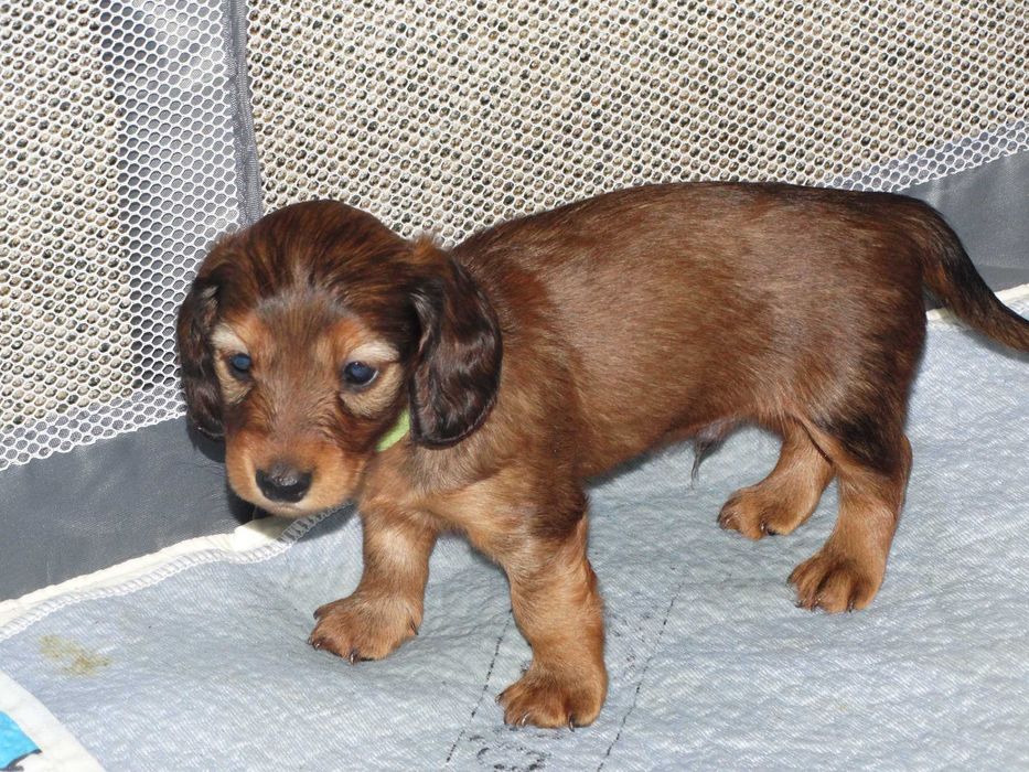 Jamnik Miniaturowy Długowłosy