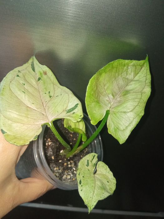 Сингоніум Сірий Привід