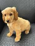 Cocker spaniel piesek