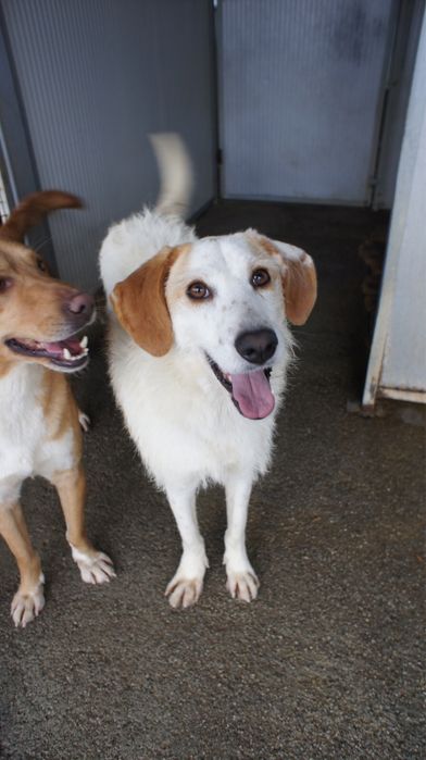 Ani cadela porte medio grande um docinho