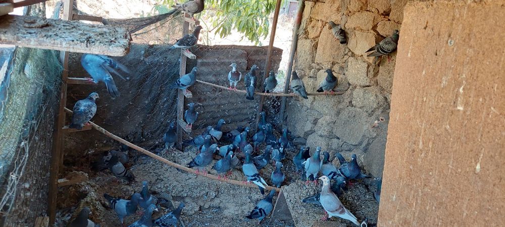 Grande quantidade de pombos