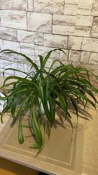 Комнатное растение хлорофитум
