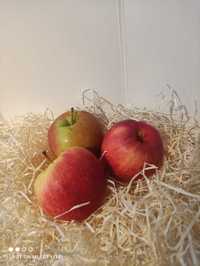 Jabłka 9kg skrzynka jabłek z sadu