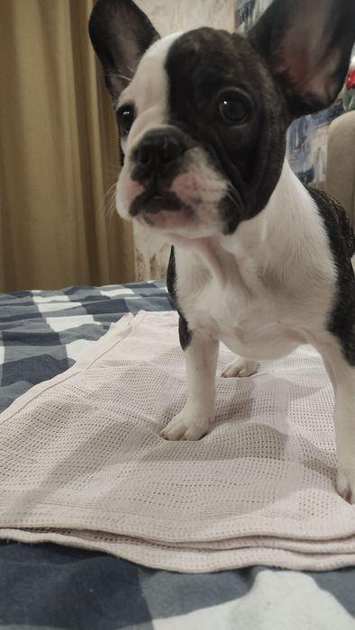 Цуценята французького бульдога