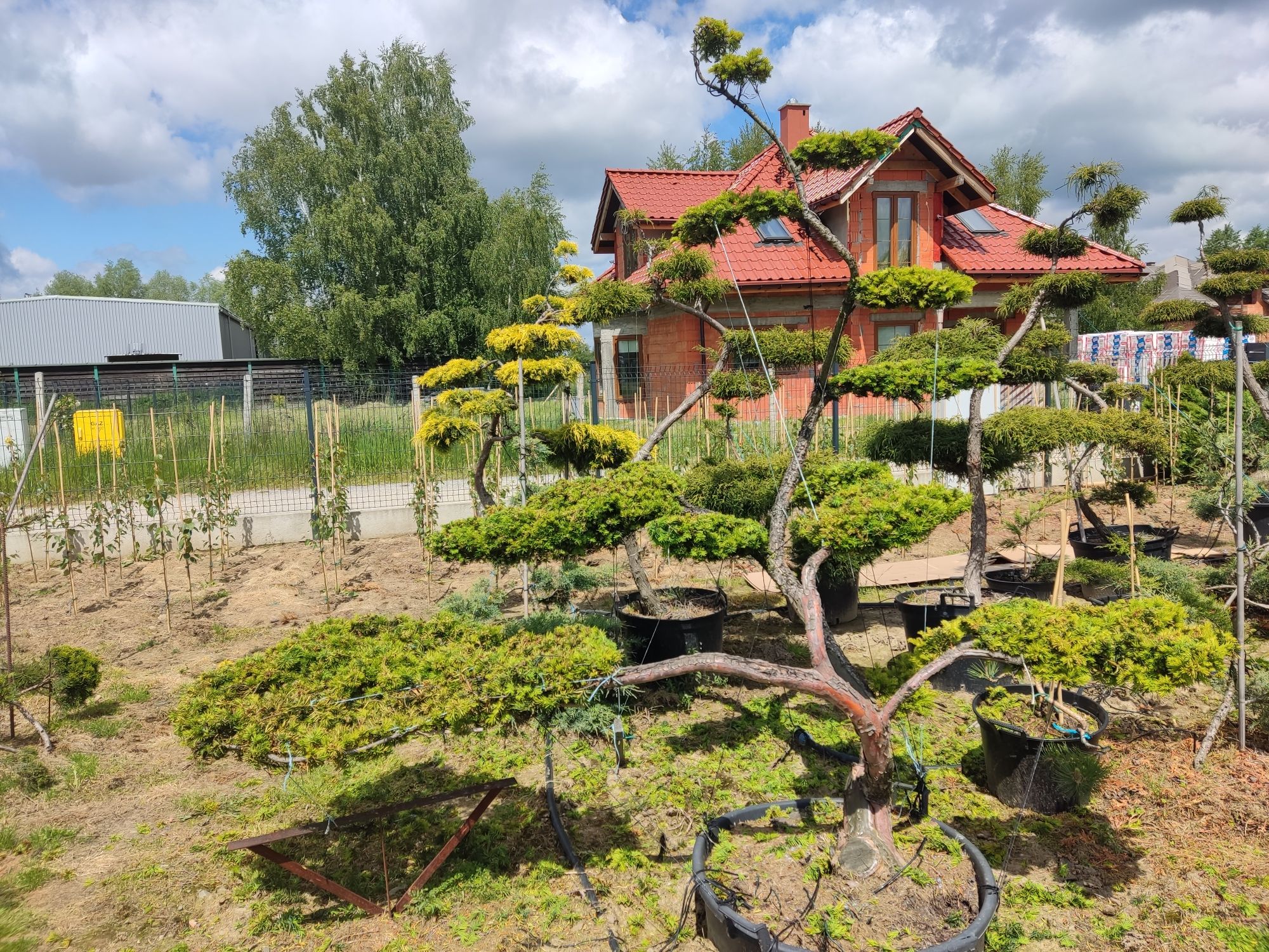 Drzewa i krzewy formowane Niwaki - bonsai -SZKÓŁKA