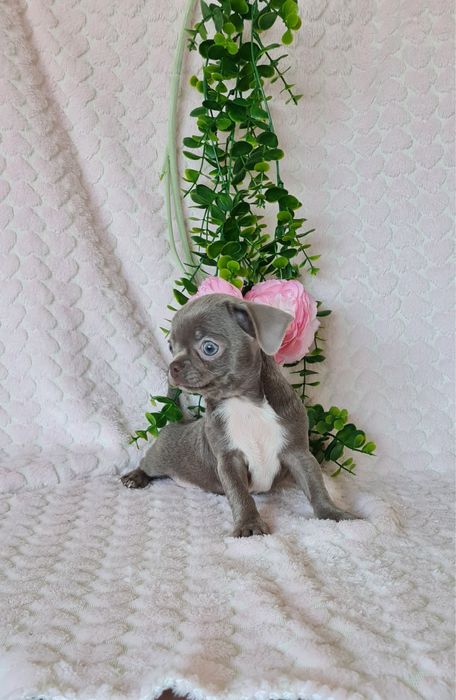 Estupenda menina lilac chihuahua/chiuaua de Qualidade