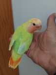 Agapornis domesticado