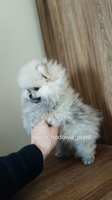 Suczka Szpic miniaturowy pomeranian MIŚ