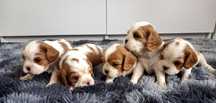 Cavalier King Charles Spaniel