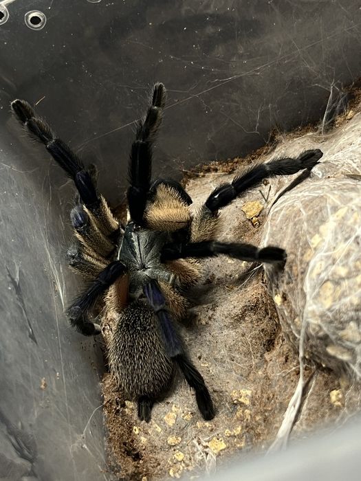 Monocentropus balfuri SAMICE