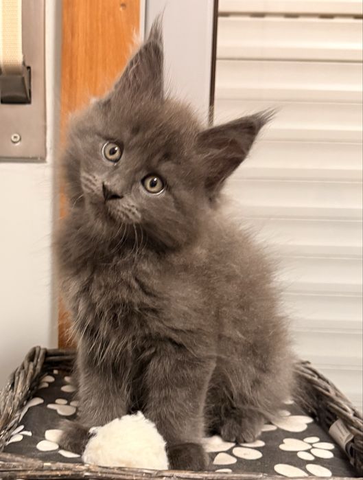 Gatinho Maine Coon com LOP