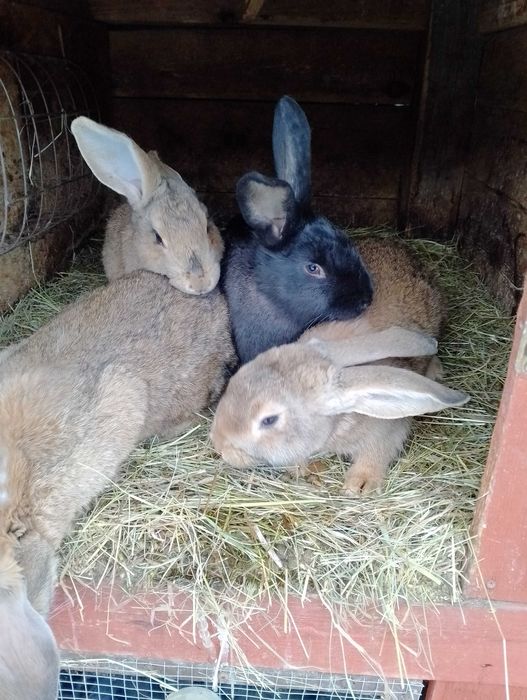 Samica srokacz niemiecki