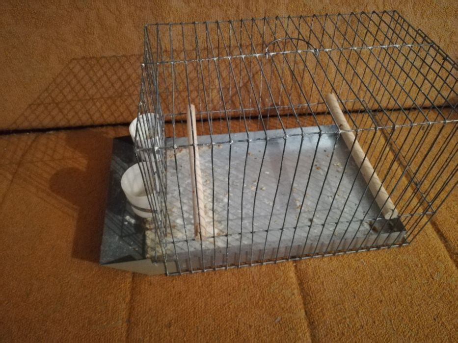 Klatka wystawowa transportowa na kanarka ptaki