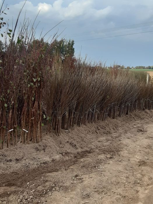 Drzewka owocowe  wisnia  jabłoń porzeczka borówka morela brzoskwinia
