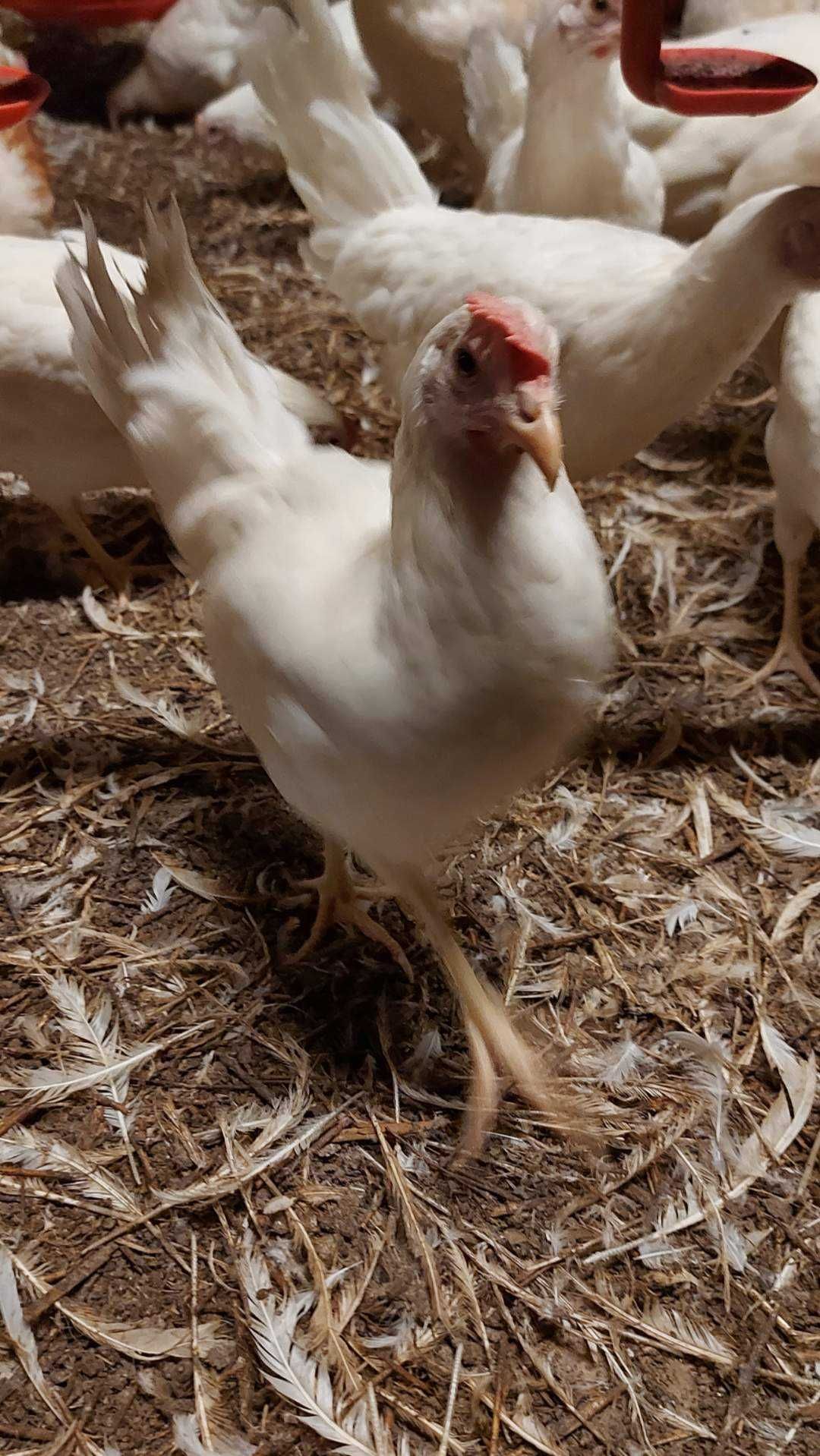 Kury LEGHORN Nioski Młode