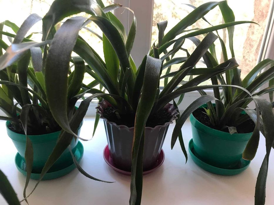 Кімнатна квітка Більбергія