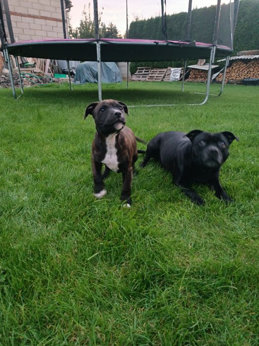 Piesek Staffordshire Bull terrier