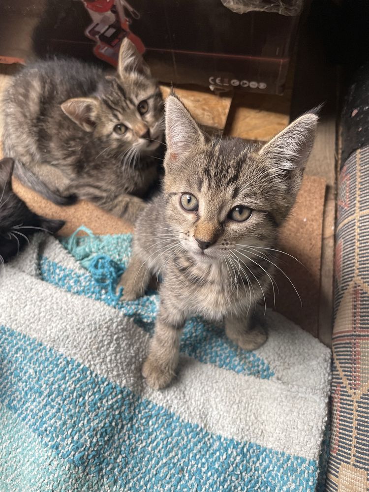 Koty do adopcji ZA DARMO