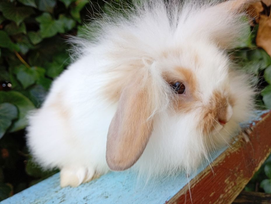 Mini lop baranek Teddy 2 miesiące! Królik miniaturka!! Sliczn