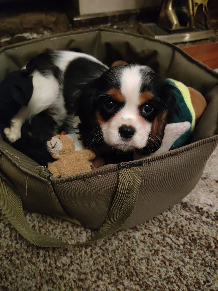 Cavalier King Charles spaniel