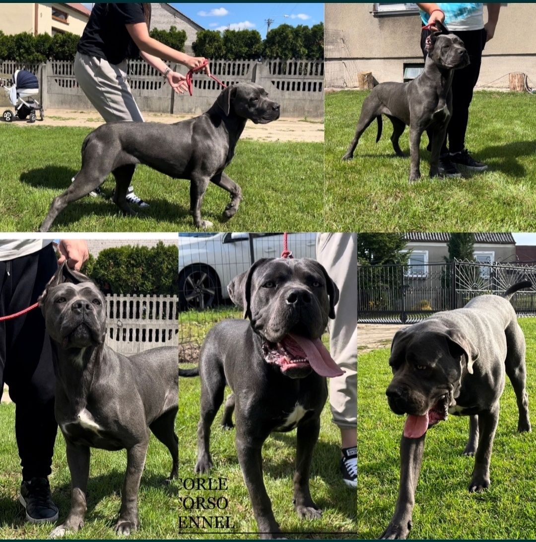 Cane Corso piesek