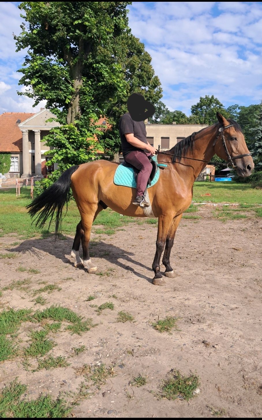 Wałach do jazdy dla dzieci