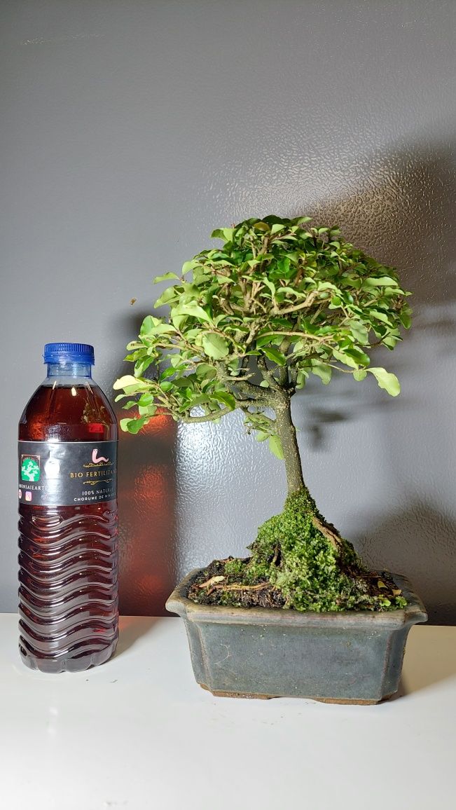 Bonsai de Ligustrinho de 5 Anos REF.208