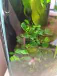 Anubias nana Petit roślinka do akwarium
