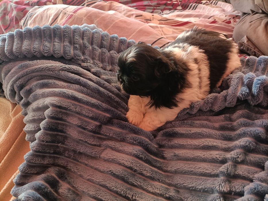 Pekińczyk szczeniak