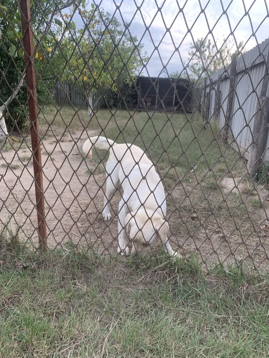 Шикарна дівчинка Палевого Лабрадора