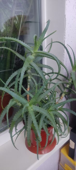 Алое лекарственный на лекарство