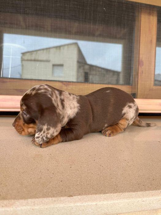 Teckel Choco Arlequim 2 meses