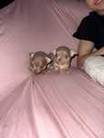 Lindissima Menina chihuahua  pêlo lcurto,