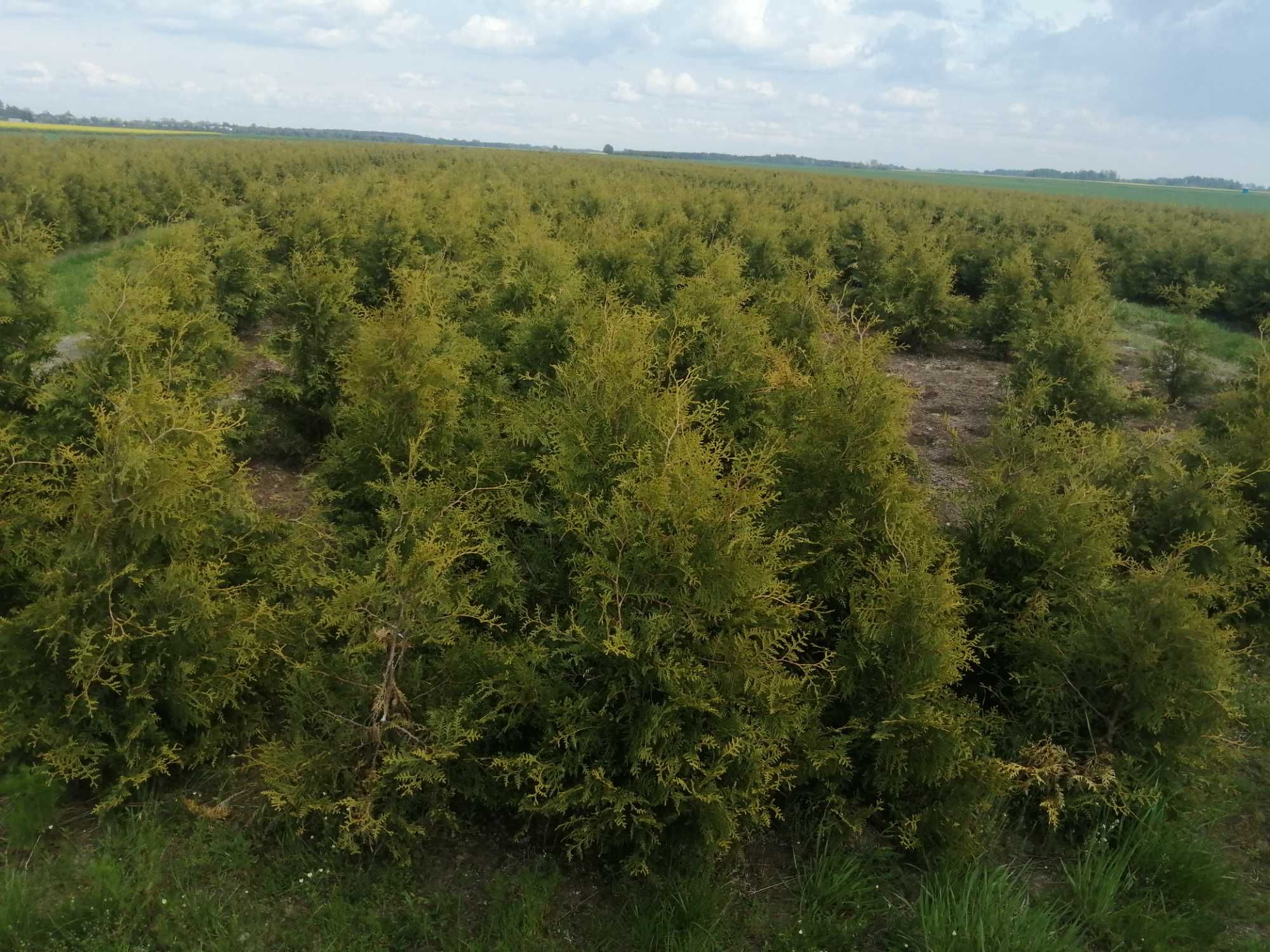 Thuja Tuja Brabant (nie smaragd) wys. 160-180cm