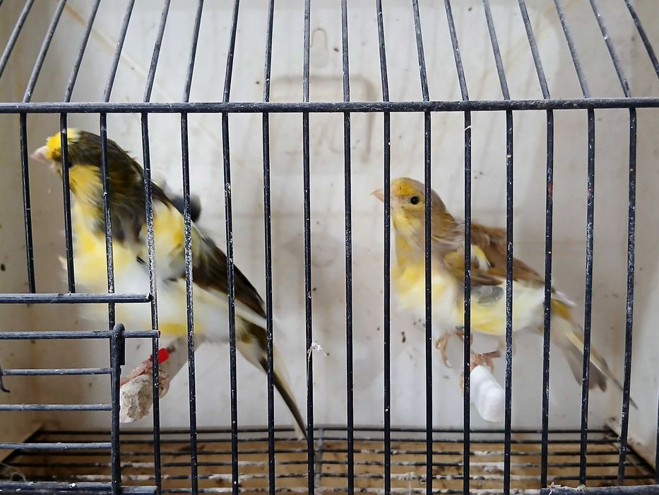 Para venda várias raças de canários