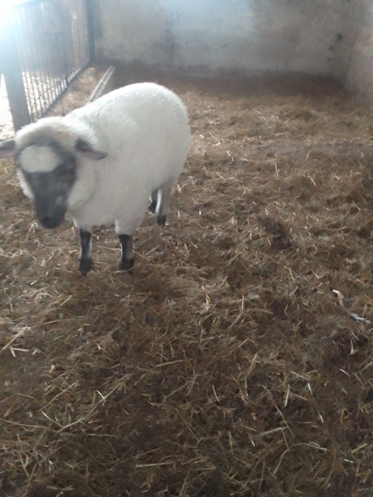 Baranek Shaun tryk