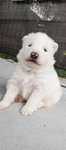 Szczeniak Samoyed