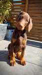 Piesek doberman FCI